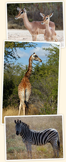 Animals